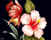 13 shoeflower 176X144