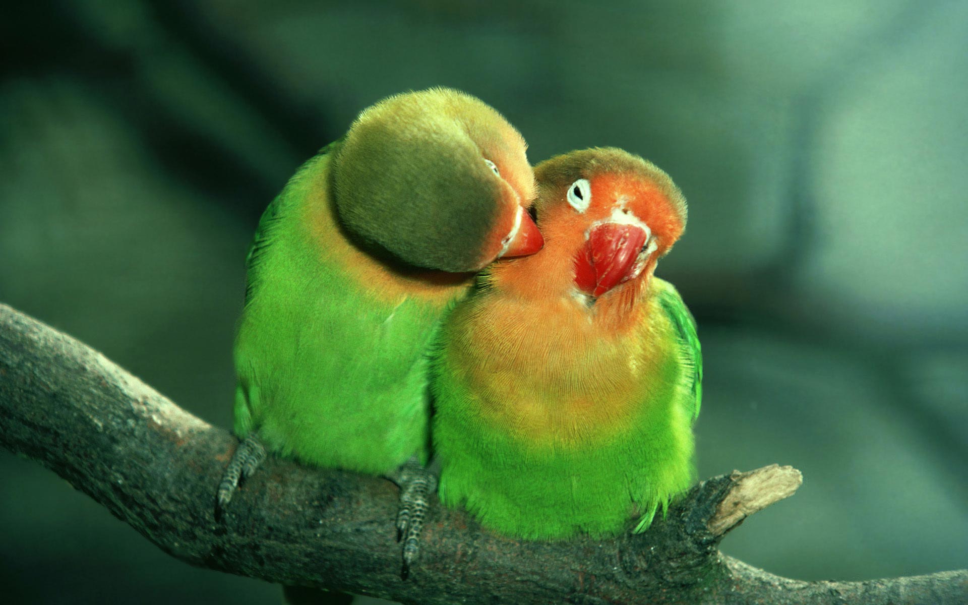Love-Birds-Parrots